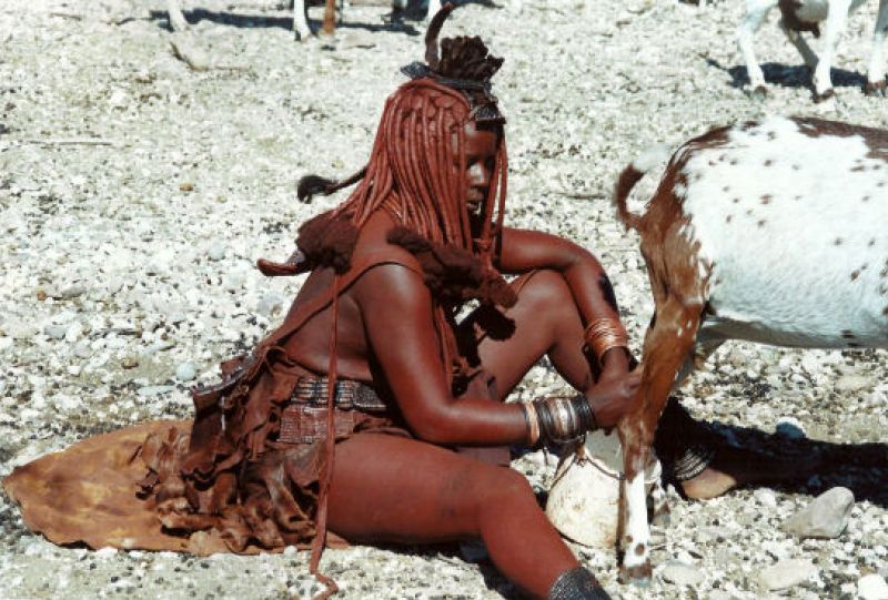 Himbafrau melkt eine Ziege
